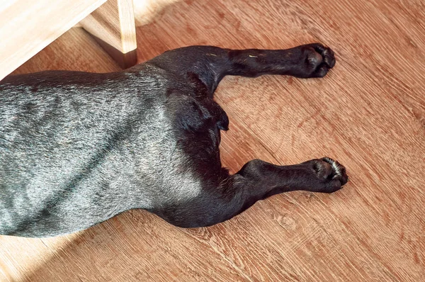 Bulldog Francês Deitado Chão Cão Preto Bonito — Fotografia de Stock