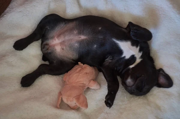 French Bulldog Lies Pillow Plays Toy Pig Cute Black Dog — Stock Photo, Image
