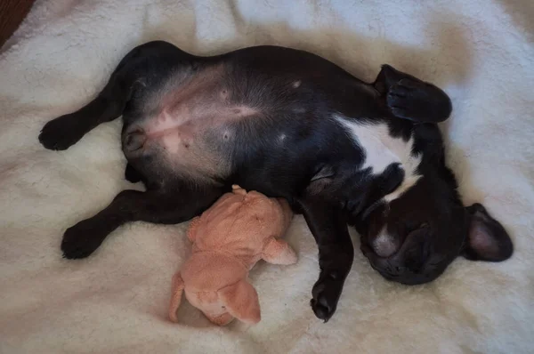 Buldogue Francês Está Travesseiro Brinca Com Porco Brinquedo Cão Preto — Fotografia de Stock