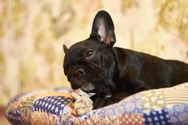 Francia Bulldog Párnán Fekszik Friss Húst Eszik Cuki Fekete Kutya — Stock Fotó