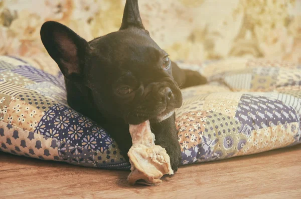 Francia Bulldog Párnán Fekszik Friss Húst Eszik Cuki Fekete Kutya — Stock Fotó