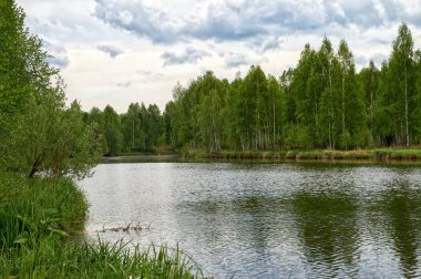 Nehrin kıyısında yaz manzarası.