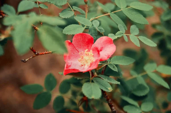 Kwiaty Róży Krzewie Czasie Kwitnienia — Zdjęcie stockowe