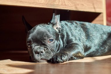 Fransız bulldog yerde yatıyor. Şirin siyah köpek.