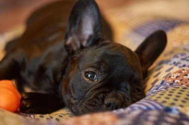 Fransız bulldog yastığa uzanır ve oyuncak havuçla oynar. Şirin siyah köpek.