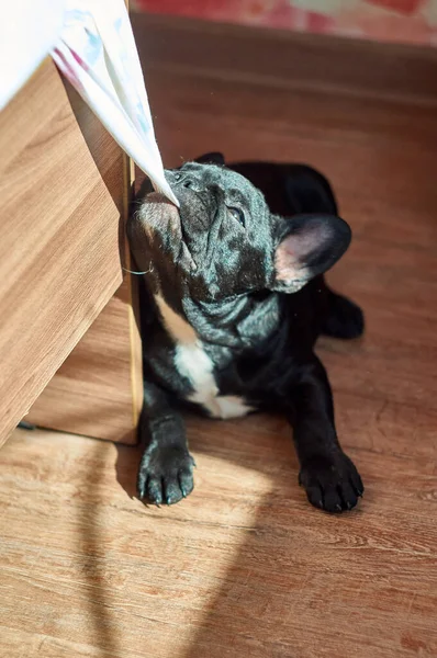 Bulldog Francês Brinca Com Roupa Cama Cão Preto Bonito — Fotografia de Stock