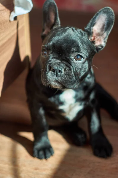 Bouledogue Français Assis Par Terre Mignon Chien Noir — Photo