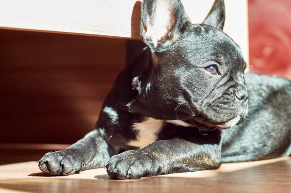 Francia Bulldog Fekszik Földön Cuki Fekete Kutya — Stock Fotó