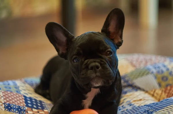 法国斗牛犬躺在枕头上玩玩具胡萝卜 可爱的黑狗 — 图库照片#