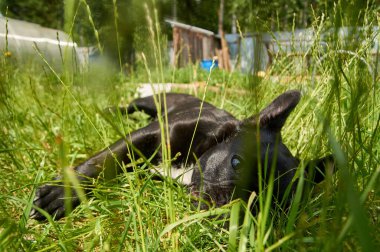 Fransız bulldog doğada dinleniyor. Köpek doğada çimlerin üzerinde yatıyor..