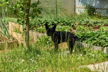 Fransız bulldog doğada dinleniyor. Bahçede taze yetişmiş çilek ararken çimlerin arka planındaki köpek..