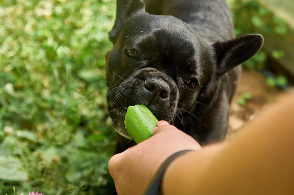 法国斗牛犬在自然界中休息 狗在大自然中以青草为背景吃着新鲜的黄瓜 — 图库照片