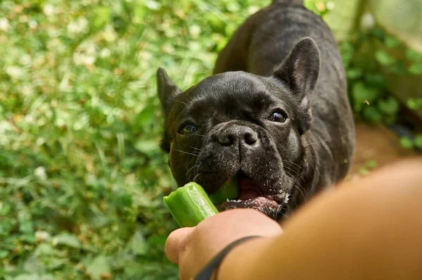 法国斗牛犬在自然界中休息 狗在大自然中以青草为背景吃着新鲜的黄瓜 — 图库照片#