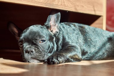 Fransız bulldog yerde yatıyor. Şirin siyah köpek.