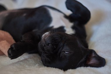 Fransız bulldog yastığa uzanır ve oyuncak domuzla oynar. Şirin siyah köpek.