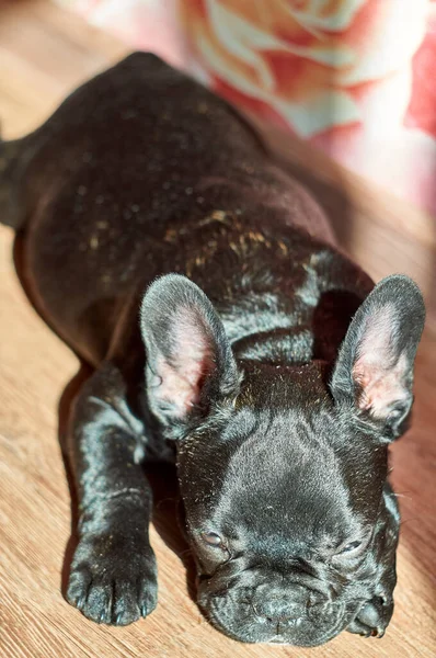 Bouledogue Français Couché Sur Sol Mignon Chien Noir — Photo