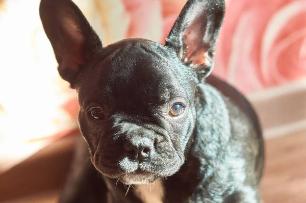 Bulldog Francês Deitado Chão Cão Preto Bonito — Fotografia de Stock