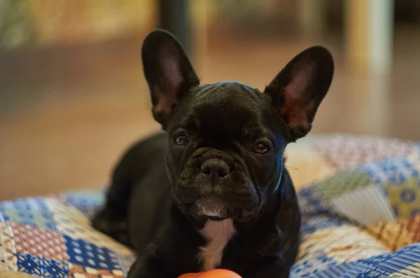 Francia Bulldog Fekszik Párnán Játszik Egy Játék Sárgarépa Cuki Fekete — Stock Fotó