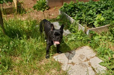 Fransız bulldog doğada dinleniyor. Bahçede taze yetişmiş çilek ararken çimlerin arka planındaki köpek..