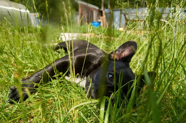 Buldogue Francês Está Descansando Natureza Cão Natureza Que Põe Grama — Fotografia de Stock