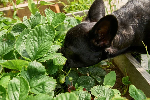 프랑스 불독은 속에서 정원에서 딸기를 — 스톡 사진