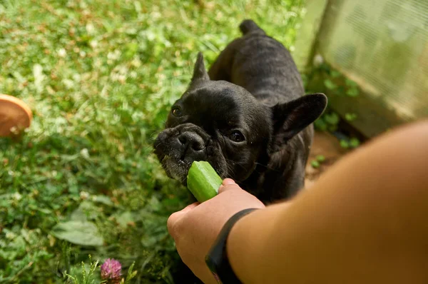 法国斗牛犬在自然界中休息 狗在大自然中以青草为背景吃着新鲜的黄瓜 — 图库照片#