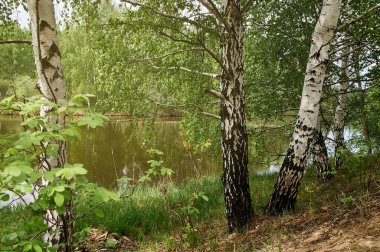 Nehrin kıyısında yaz manzarası.