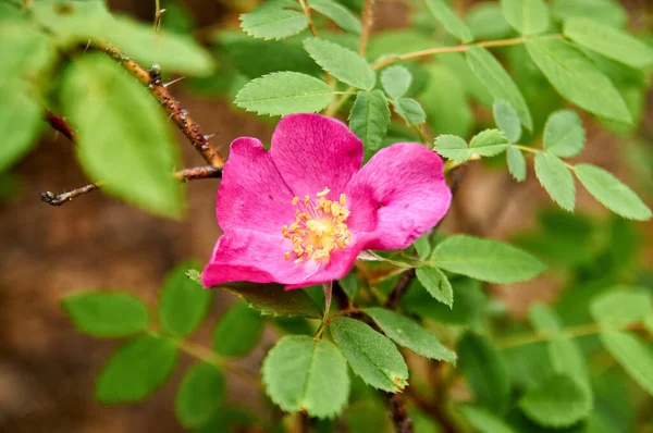 Flores Rosa Mosqueta Bush Momento Floración — Foto de Stock