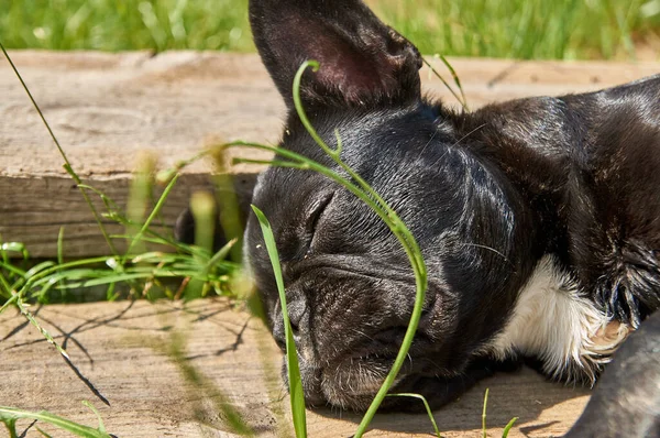 Buldogue Francês Está Descansando Natureza Cão Natureza Que Põe Grama — Fotografia de Stock