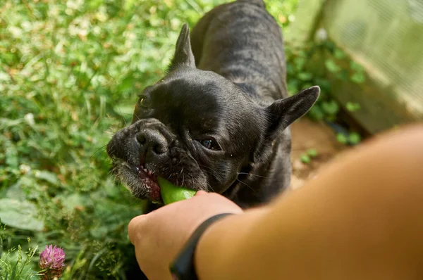 Французький Бульдог Відпочиває Природі Собака Природі Їсть Щойно Вирощений Огірок — стокове фото