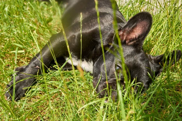 Francuski Buldog Spoczywa Naturze Pies Naturze Leżący Trawie — Zdjęcie stockowe