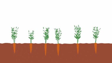 Bahçedeki toprak sebzelerde 4 havuç yetişiyor.