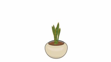 Sansevieria trifasciata Laurentii yuvarlak bir bej seramik kap içinde büyür animasyon video