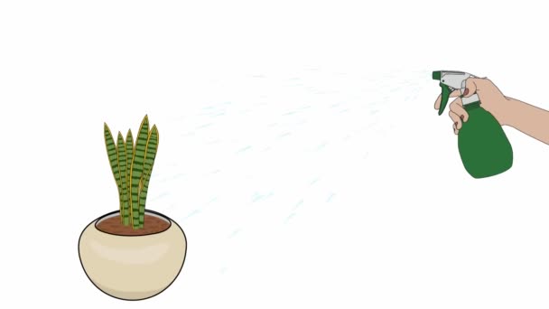植物の世話灌漑Sansevieria Trifasciata Laurentiiラウンドベージュセラミックポットアニメーションビデオで成長します — ストック動画