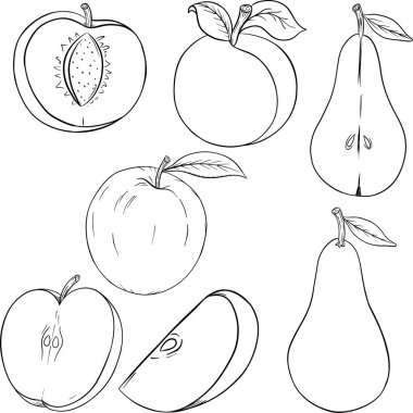 Meyve ana hatları vektör çizimi: elma, kayısı, armut