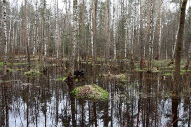 Bahar ayında ormandaki bataklık arazisi Avrupa parkında.