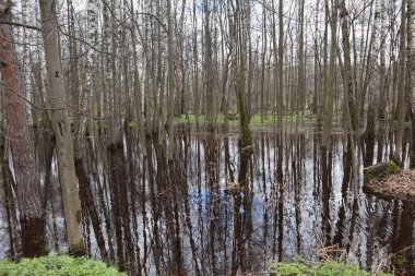 İlkbaharda ormanda bataklık. Avrupa 'da.