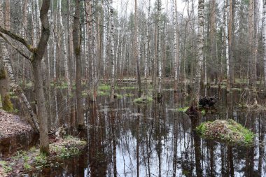 Rusya 'nın baharında parkta bataklık