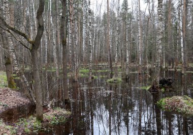 Rusya 'nın baharında ormanda bataklık