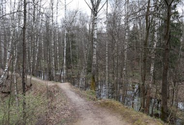 Yazın ormandaki virajlı toprak yol mesafeye gider.