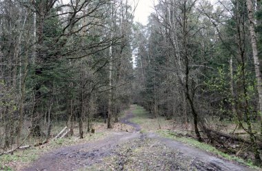 Yazın parkta kirli ıslak toprak yol
