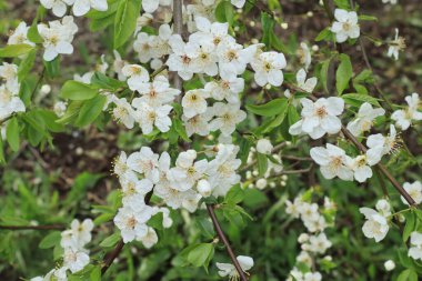 İlkbaharda çiçek açan elma ağacının bir dalı.