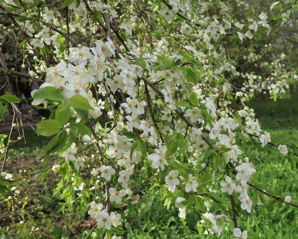 春に咲くリンゴの木の枝が — ストック写真