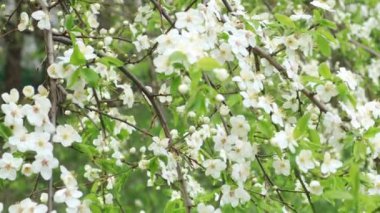İlkbahar videosunda çiçek açan bir elma ağacının dalı