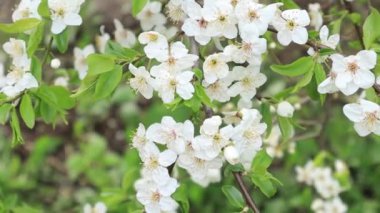 İlkbaharda çiçek açan elma ağacının bir dalı videoyu kapat