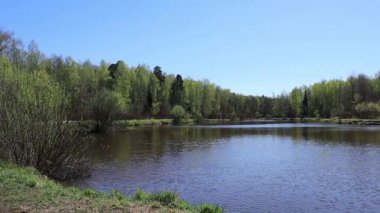 Yaz görüntülerinde bir orman gölü.