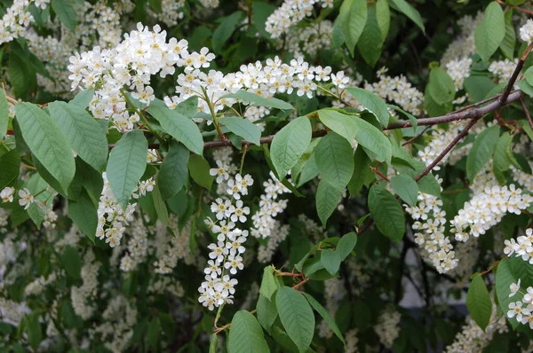 春に白いライラックの枝を咲かせ — ストック写真