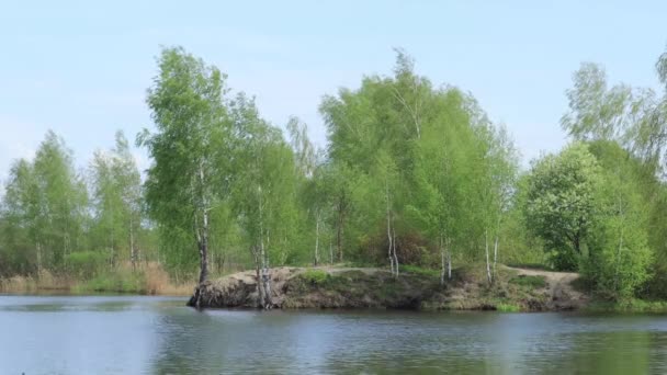 Bétulas Margem Lago Florestal Imagens Primavera — Vídeo de Stock