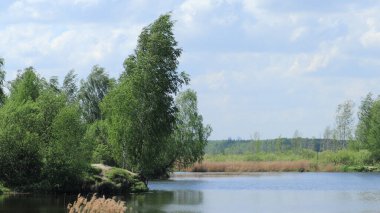 Bahar görüntülerinde bir orman gölünün kıyısındaki huş ağacı.