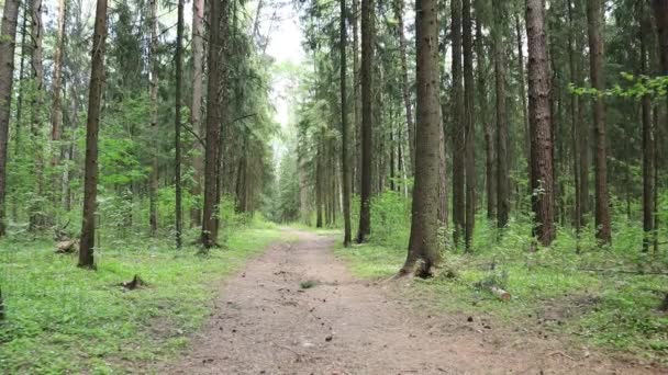 Caminho Floresta Coníferas Imagens Verão — Vídeo de Stock